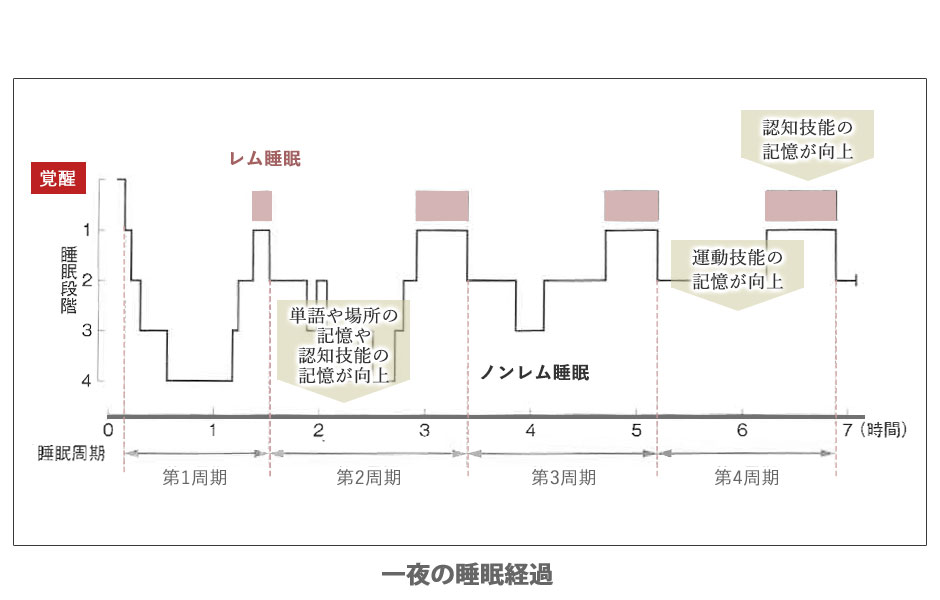 一晩の睡眠経過